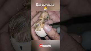 hatching Chicken eggs in an incubator incubator chicken egg birds hatching candling chicks [upl. by Adamik670]