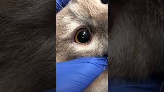 Cat corneal ulcer [upl. by Alwitt]