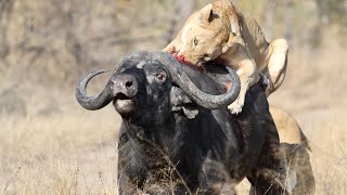 3 Lions Bring Down Buffalo In Epic Battle Not For Sensitive Viewers [upl. by Pascia]