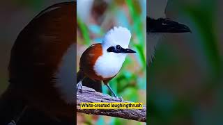 Whitecrested laughingthrush birds birdsounds nature shreels [upl. by Finah837]