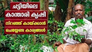 ചട്ടിയിലെ കാന്താരി മുളക്‌ കൃഷി  Cultivation of Kanthari chilli Malayalam  kanthari mulark krishi [upl. by Avevoneg]