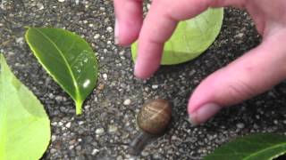 How To Train Your Snail [upl. by Beattie996]