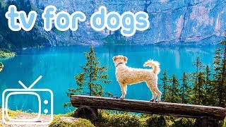 Dog TV TV Entertainment for Dogs with Separation Anxiety NEW YORK [upl. by Isawk]