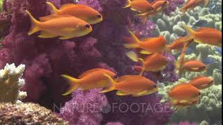 Colorful School Of Lyretail Anthias Pseudanthias Squamipinnis With Purple Dendronephthya Soft C [upl. by Zulaledairam]