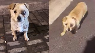 Stray Dog Injured From Beating Following Stranger Closely Just Wants Help [upl. by Ohnuj732]