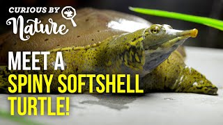 Meet a Spiny Softshell Turtle [upl. by Editha]