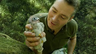 Rescued Kestrel Chicks Go Back in Nest  Mr amp Mrs Kes  Robert E Fuller [upl. by Smart]