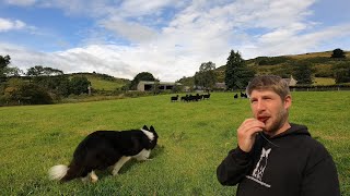 Crazy border collie sheepdog learns Whistle commands [upl. by Ja]