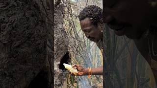 Have you tried this Natural bee honey 🍯❣️ So delicious Bushmen eats for survival in forest nature [upl. by Anoj]