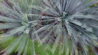 macrozamia macdonnellii [upl. by Gerhan]