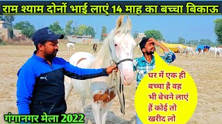 कोई तो खरीद लो राम श्याम दोनों भाई लाएं 14 माह का बच्चा बिकाऊ।। Ganganagar horse Mela 2022।। [upl. by Bertila52]