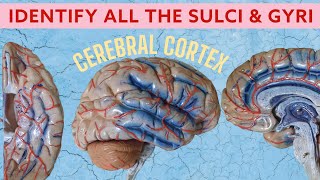 Cerebral Cortex  Sulci amp Gyri  Neuroanatomy spotting [upl. by Tallu]