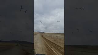 RingBilled Gulls in Montana [upl. by Sidnala]