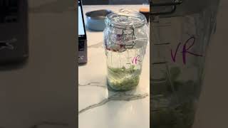 Module 2 Lactic Acid Fermentation set up video 2  Veronica Ragay [upl. by Wampler]