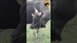 Bos Javanicus Calon Bakalan Sapi Super  cattle farming  biggest bull [upl. by Anatolio]