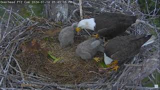 Captiva Eagle Cam 14012024 1732 [upl. by Engeddi]