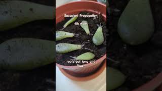 Succulent Propagation  4th week [upl. by Ehtiaf]