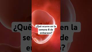 🤔 ¿Qué ocurre en la semana 8 de embarazo 🤰 Síntomas y desarrollo del bebé [upl. by Oniluap51]