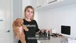 How To Wash A Cavoodle At Home  StepbyStep Home Grooming with mycavoodle Products [upl. by Harrod42]