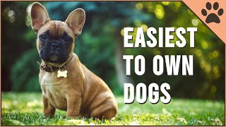 Top 10 Easiest Dog Breeds To Own [upl. by Notyrb]