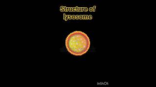 Structure of lysosome lysosomes structure  Lysosome Structure And Functions  Class 11 Biology [upl. by Ekard593]