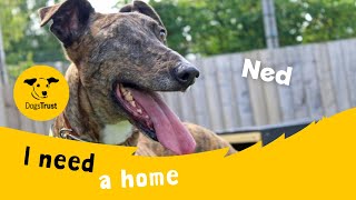 Ned the lovely Lurcher  Dogs Trust Merseyside [upl. by Feodor284]