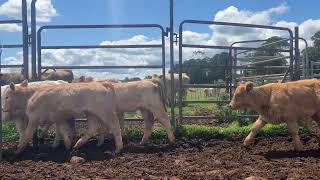 17 Charolais Cows amp Calves [upl. by Sibeal799]