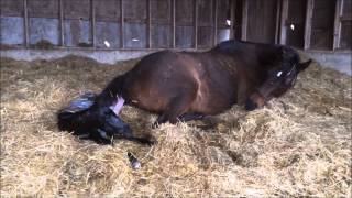 Mare giving birth to all Black stud colt [upl. by Ogram]