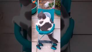 Funny Cats gatosgraciosos short funnycats [upl. by Neelyk]