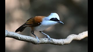 Whitecrested Laughingthrush 白冠噪鶥 [upl. by Mimi]