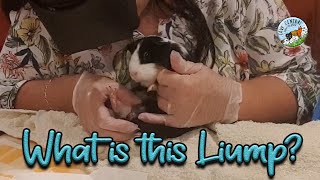 Guinea pig with extreme hard lump  A urethral stone abscess or cyst [upl. by Cerallua]