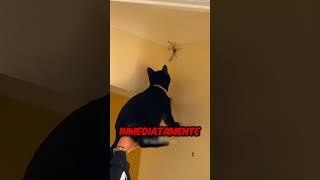 Aquí está la razón por la que nunca deberías aplastar una araña 😨 [upl. by Caterina770]