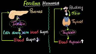 Hormone feedback mechanism  Control amp Coordination  Biology  Khan Academy [upl. by Lesh398]