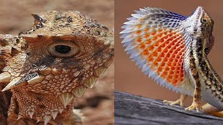 7 Types De Reptiles Les Plus Étranges Du Monde [upl. by Aeila]