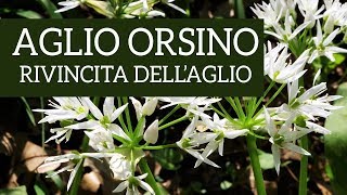 Aglio orsino la rivincita dellaglio [upl. by Aislehc]