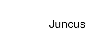 How to pronounce Juncus [upl. by Eldredge]