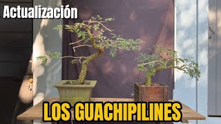 Los Guachipilines [upl. by Kathrine234]