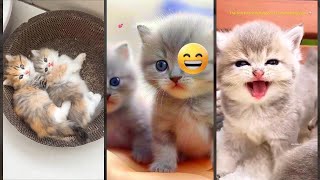 Cute Animals ❤️ fyp 😸 worldofanimals Part 1660 [upl. by Anital]