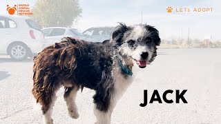 Dog Named Jack Nearly Worked to Death by Farmer Before He Was Saved by Viktor Larkhill Rescue [upl. by Sikata]