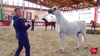 Italian Nationals 2019  Senior Stallions Championship [upl. by Cown]