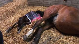 Jessica Mol  ZieZo  Geboorte Veulen quotOlympic Dreamquot  Horse giving birth  long version [upl. by Schug]