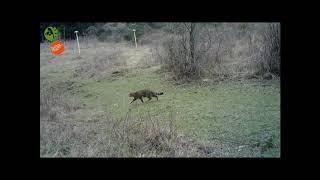 Gatto selvatico nel Parco nazionale delle Foreste Casentinesi [upl. by Anitnemelc]