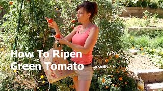 How to Ripen a Green Tomato off the Vine [upl. by Jarita]