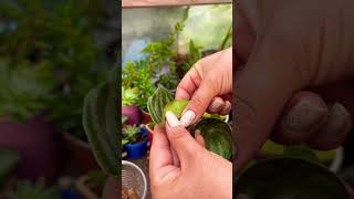 Useful tips for peperomia [upl. by Radu]