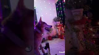 Dog funny Talk 🐕 funny trending dog ytshorts shortvideoLavi Bhardwaj Vlogs [upl. by Saimerej383]