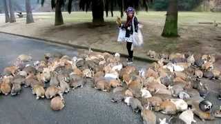 Its Always Bunny Rush Hour on This Japanese Island [upl. by Kendra]