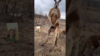 Why Kangaroos Are So Muscular [upl. by Madonna]