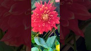 red dahlia flower full blooming 🌸terrace garden natureslover youtubeshorts shortsfeed [upl. by Keeler525]