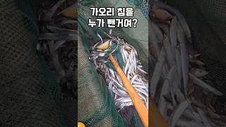 누가 가오리의 독침을 없에버린겨 남해 fishing 가오리 손질 제철생선 추석 [upl. by Annayi]