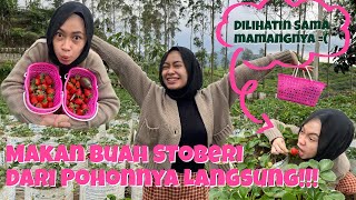 PINAT VLOG🧚🏻‍♀️3 PANEN STROBERI RAKSASA🍓😱 [upl. by Saber623]